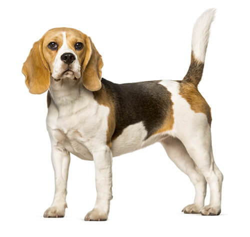 Beagle: caractère, santé, etc - Tout sur la race de chien | Purina BE