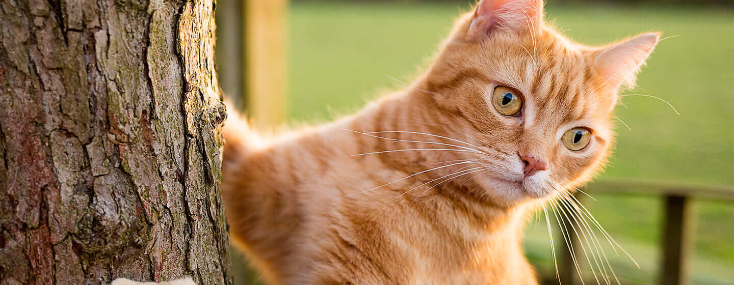 Chat gingembre escalade un arbre