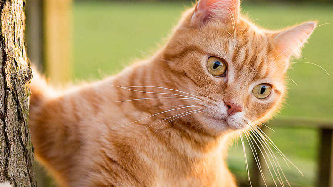 Gember kat in een boom klimmen