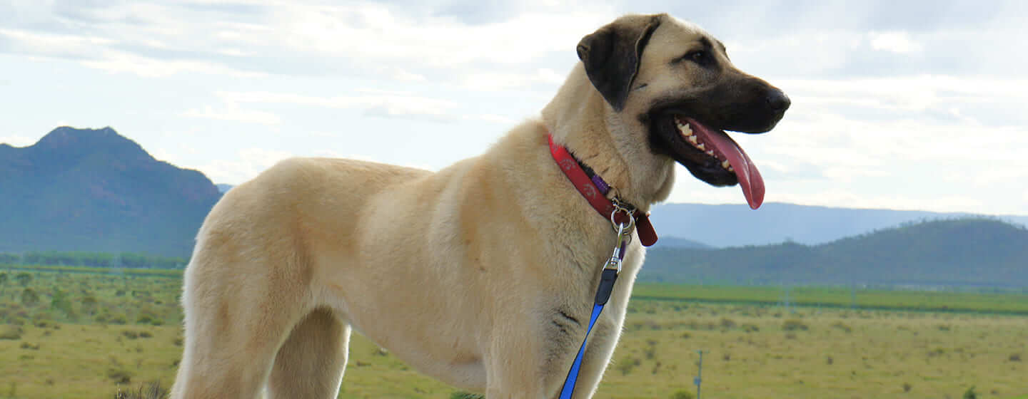 Chien debout dans le champ avec des montagnes en arrière-plan