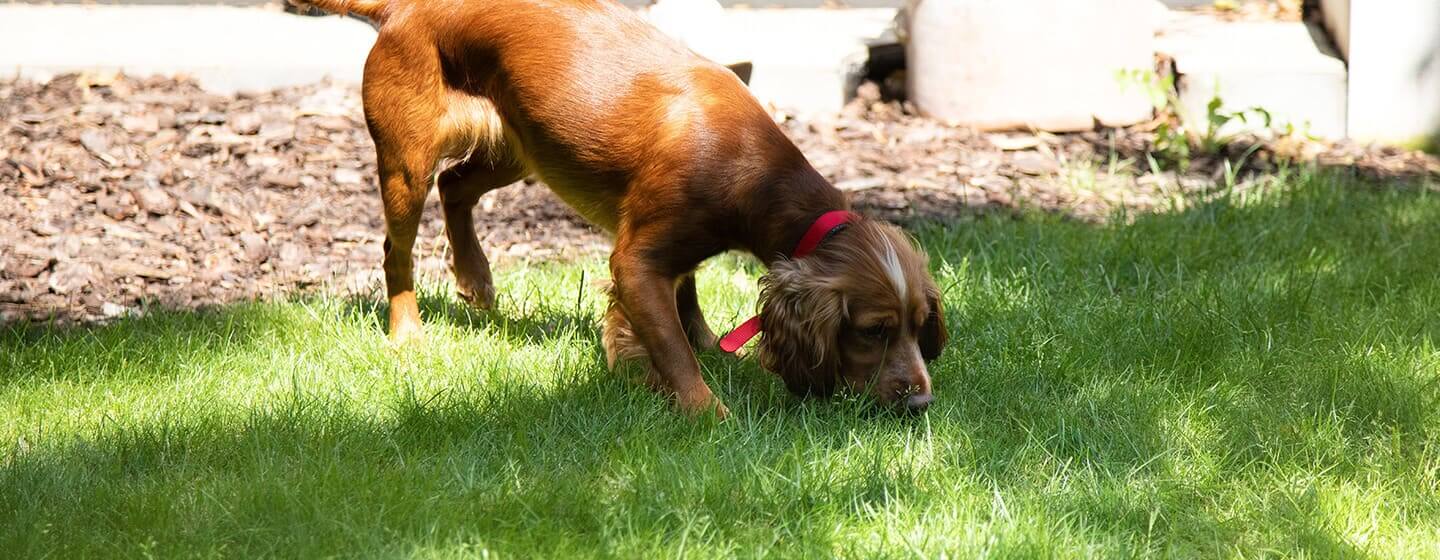 Chien brun reniflant de l'herbe dans le jardin