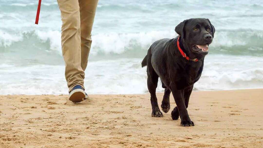 Zwarte hond die op het strand loopt