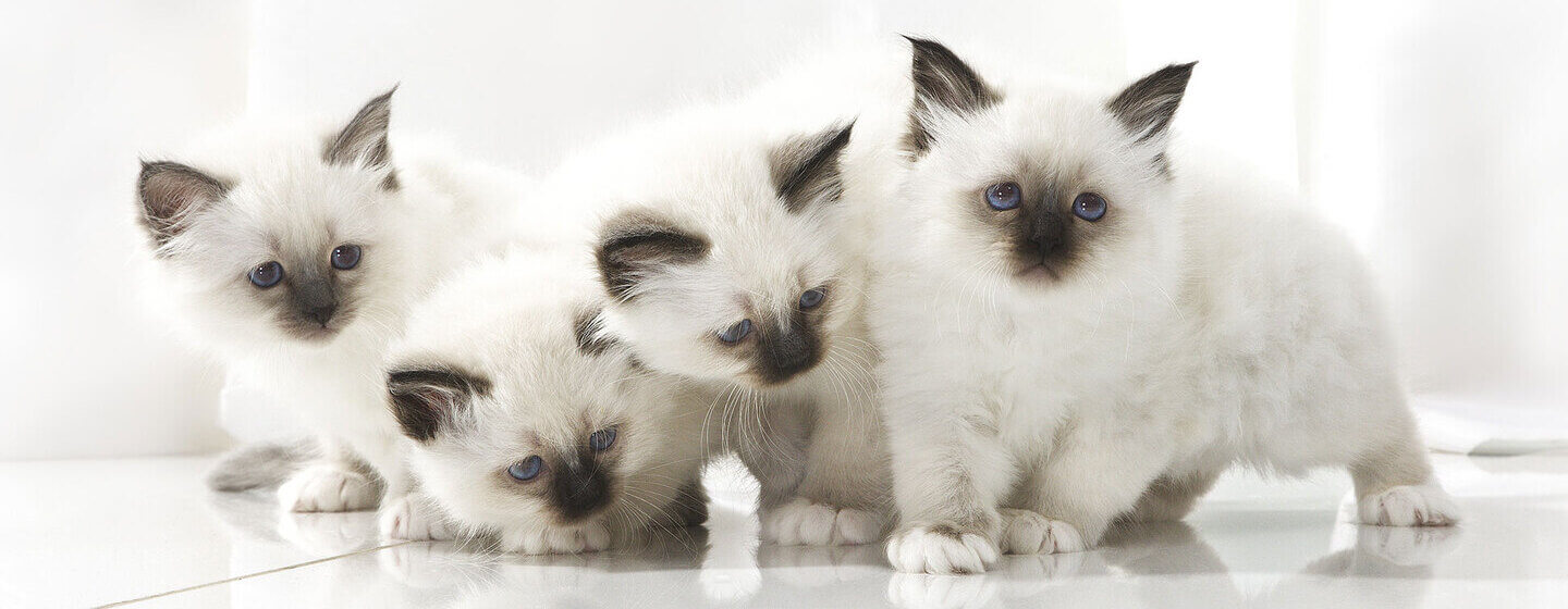 Vier witte kittens met blauwe ogen