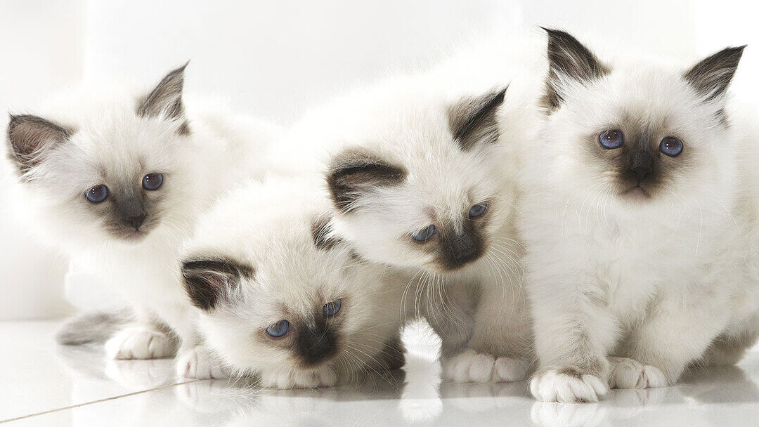 Vier witte kittens met blauwe ogen