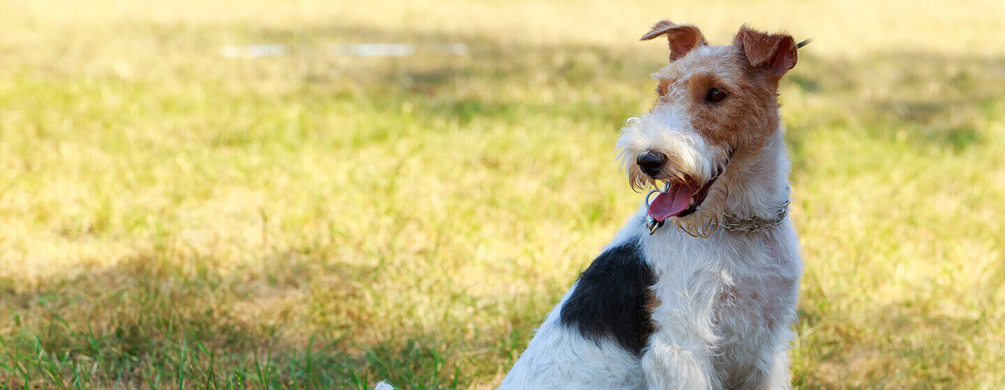 Chien assis dans le champ