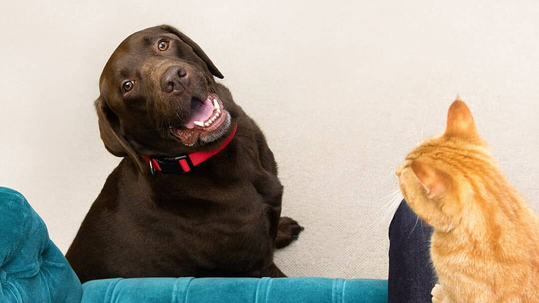 Bruine hond zitten kijken naar kat op schoot van de persoon