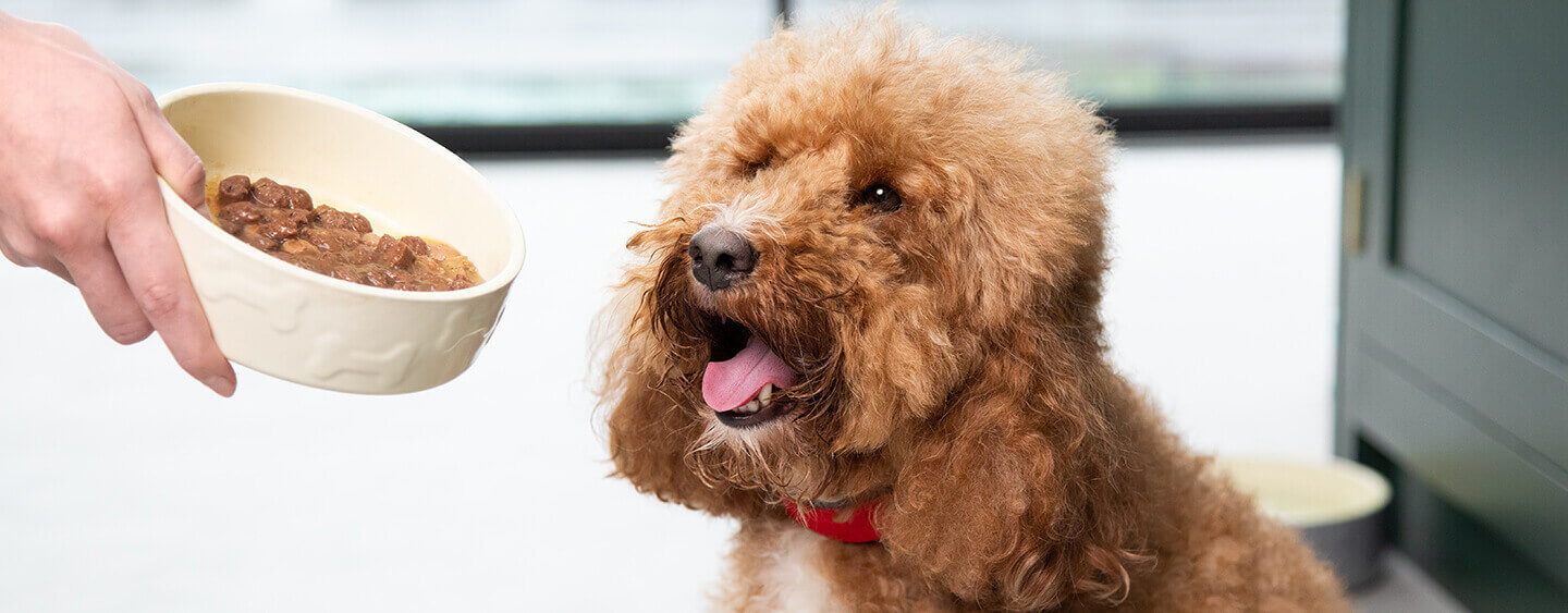 Le chiot brun est enthousiasmé par la nourriture pour chien.