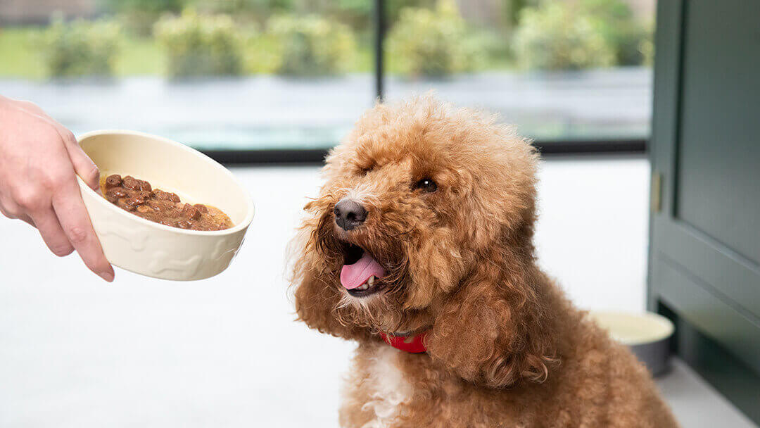 Le chiot brun est enthousiasmé par la nourriture pour chien.