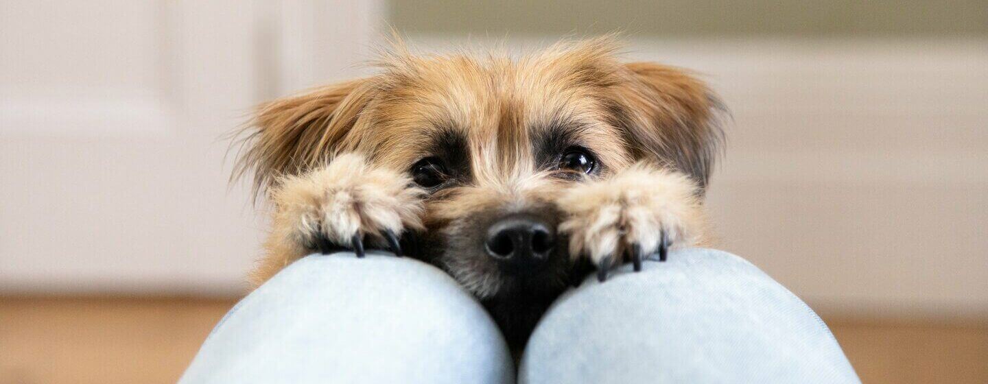 Petit chien atteignant les jambes du propriétaire