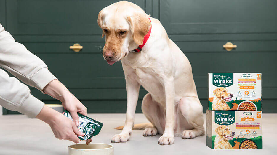 Witte hond die naar zijn eigenaar kijkt terwijl hij nat voedsel in de kom giet.