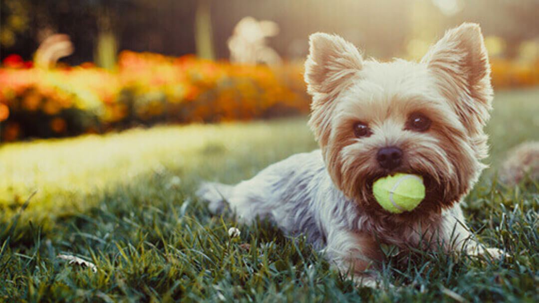 Gelukkige hond zittend op het gras met een tennisbal.
