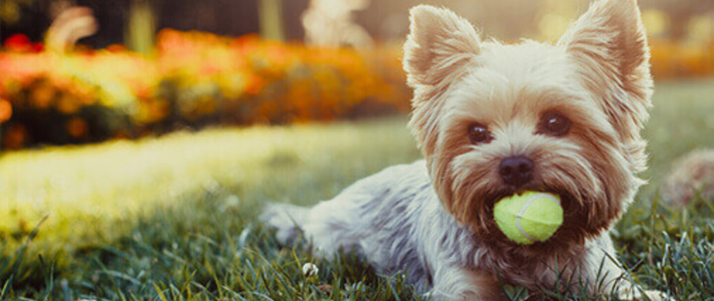 Gelukkige hond zittend op het gras met een tennisbal.