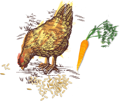 Beyond poulet