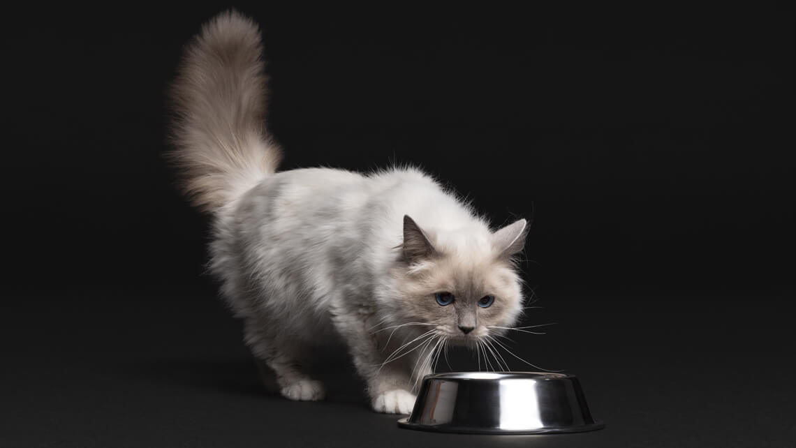 PURINA PRO PLAN Kat voor katten met een gevoelige spijsvertering