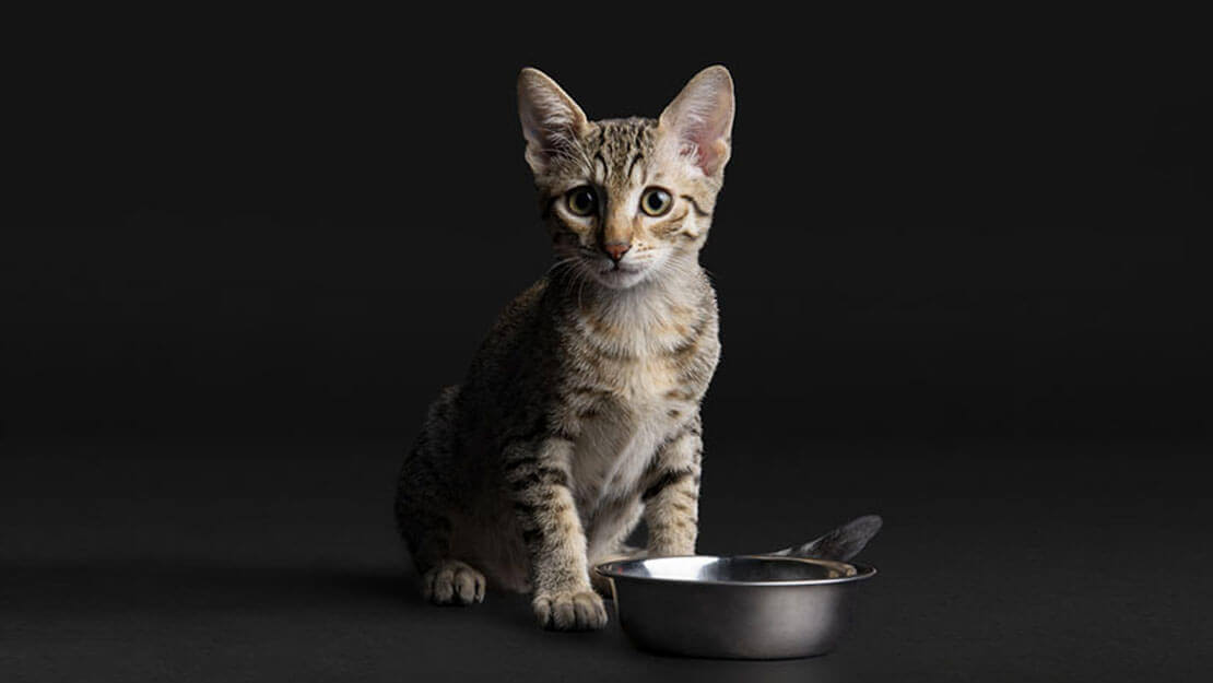 PURINA PRO PLAN Kitten