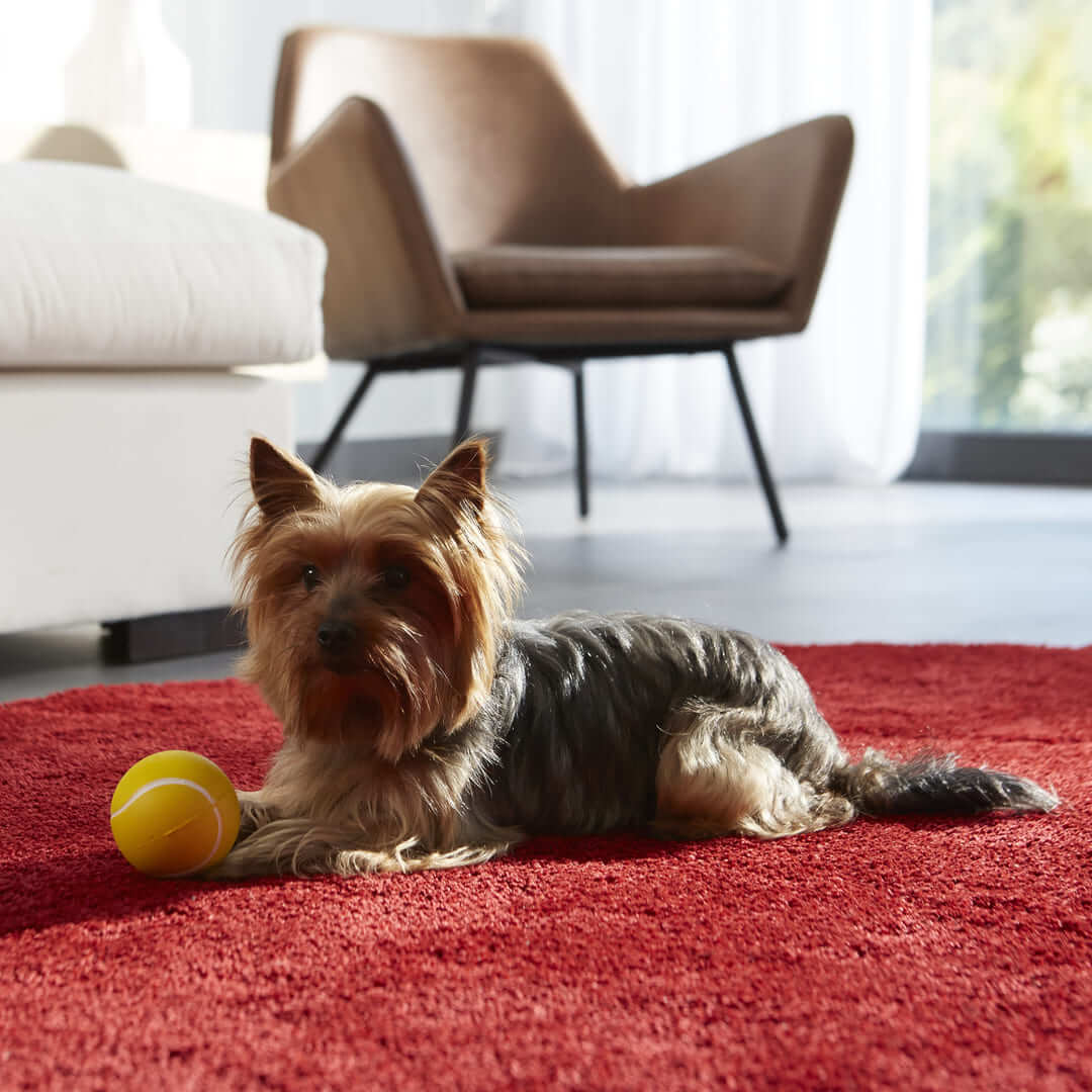 Un petit chien assit avec une balle. 