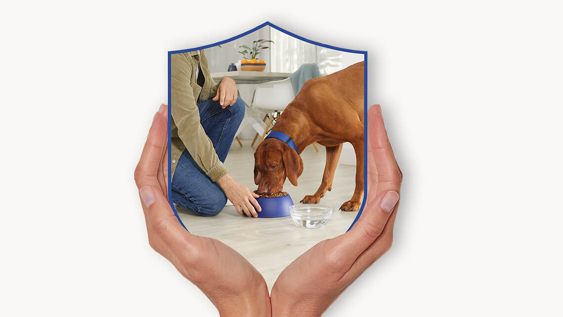 PURINA DOG CHOW Alimentation