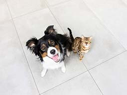 Hond en kat zittend op de vloer opzoeken