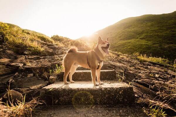 chien dehors 