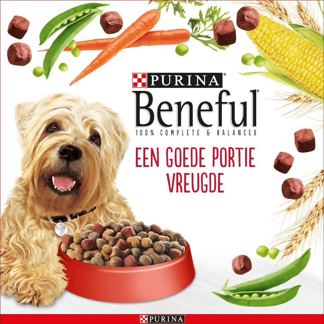 De Kamer Ik heb het erkend dreigen Zachte hondenbrokken | Purina® Beneful® Malse Maaltijd