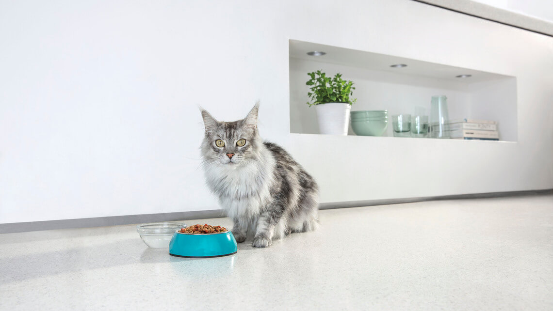 Purina ONE Bifensis Kattenvoeding Droog voor Kat