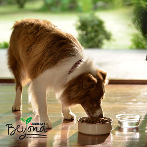 Chien mangeant dans son bol