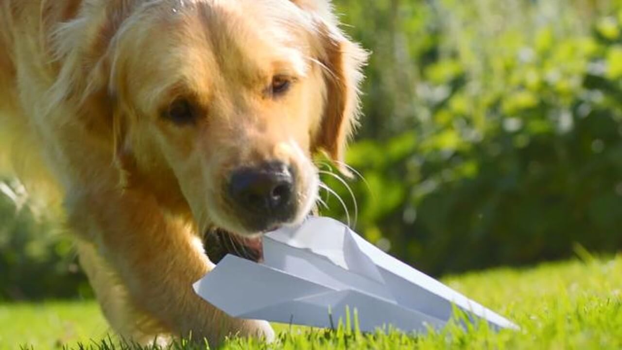 Hond eet een papieren vliegtuigje