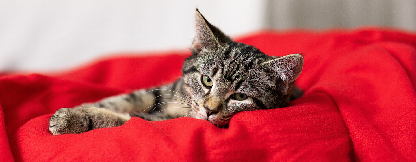 Chaton en couverture rouge