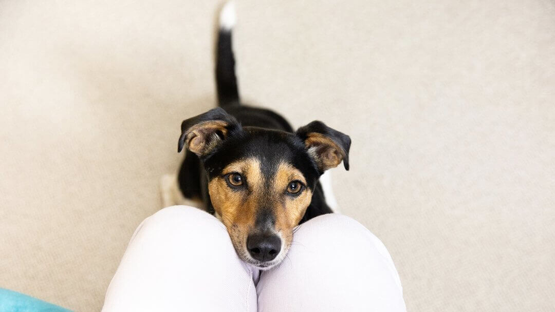 Jack Russell Terrier avec la tête sur les genoux du propriétaire