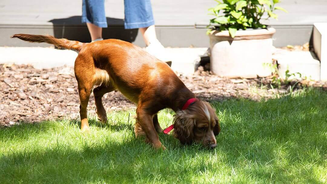 Chien brun reniflant de l'herbe dans le jardin