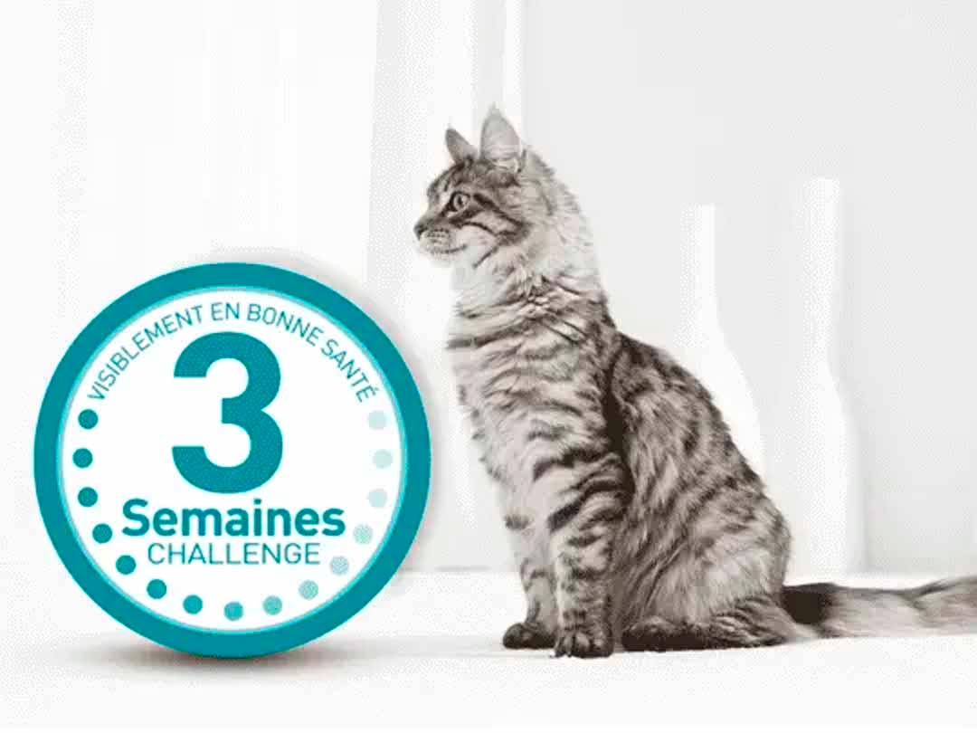 Le Challenge 3 Semaines Purina One Chat