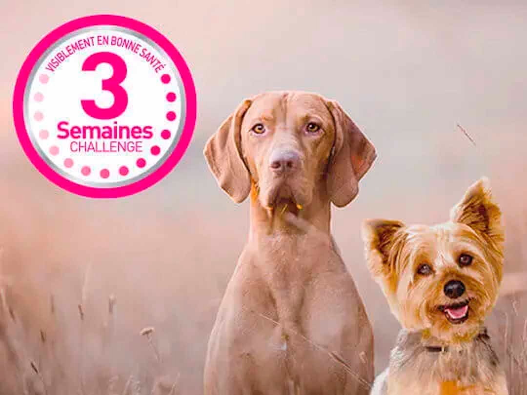 Le Challenge 3 Semaines Purina One Chien
