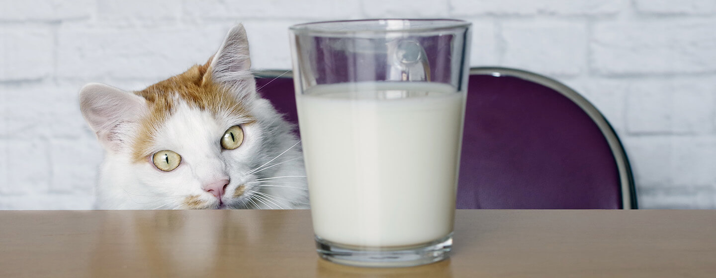 chat regardant du lait