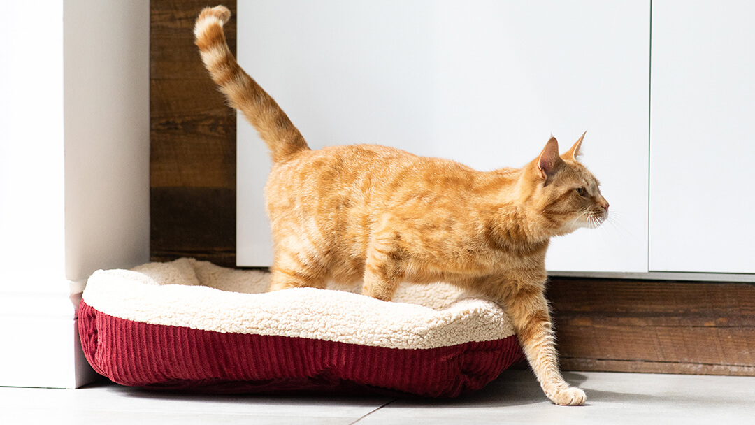 Chat roux sortant du lit du chat