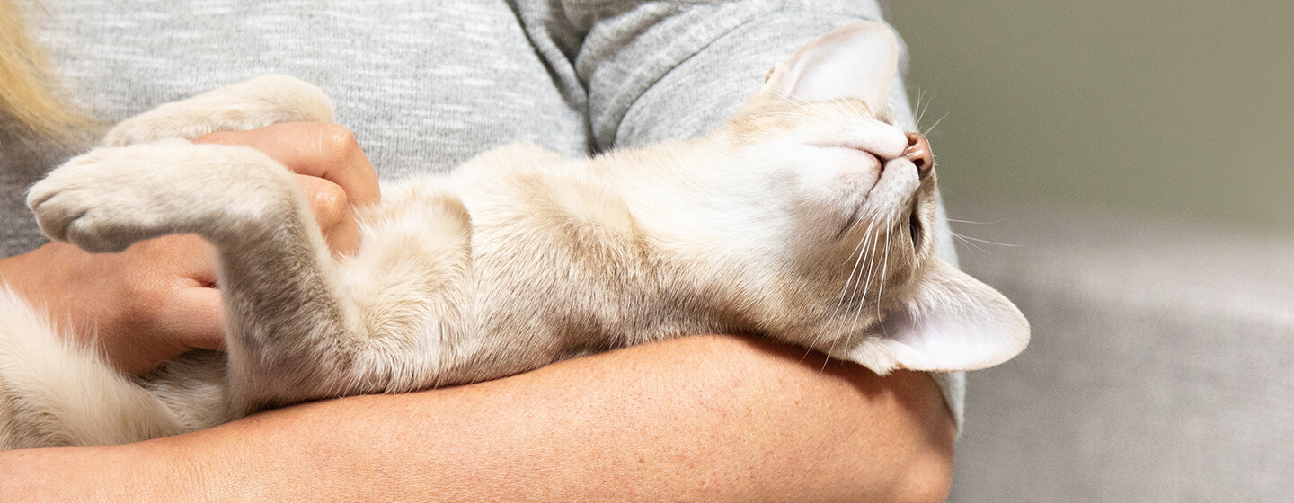 Chat allongé dans les bras d'une femme