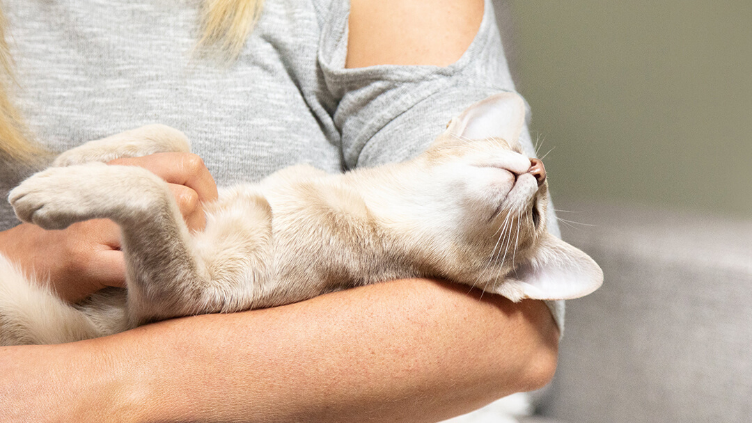 Chat allongé dans les bras d'une femme