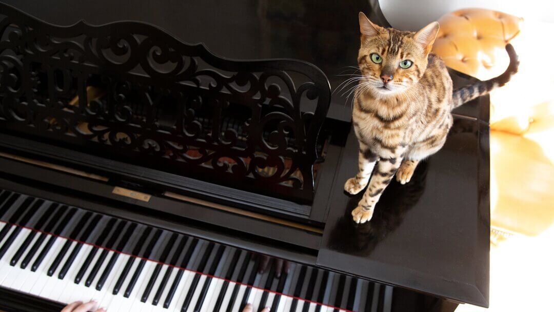 Do cats like music?