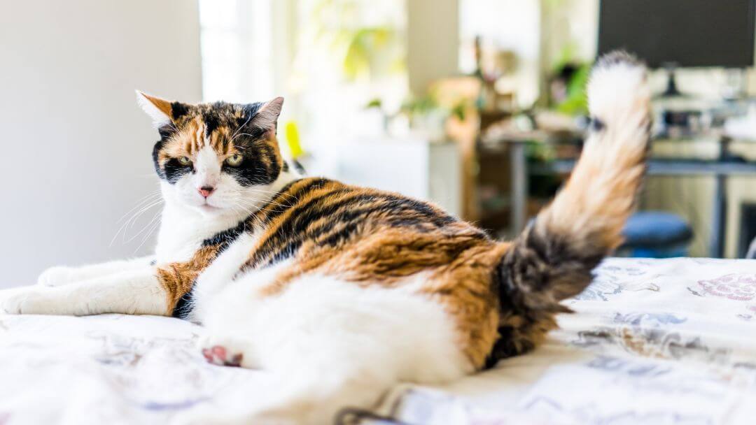 Is Your Cat Overweight?