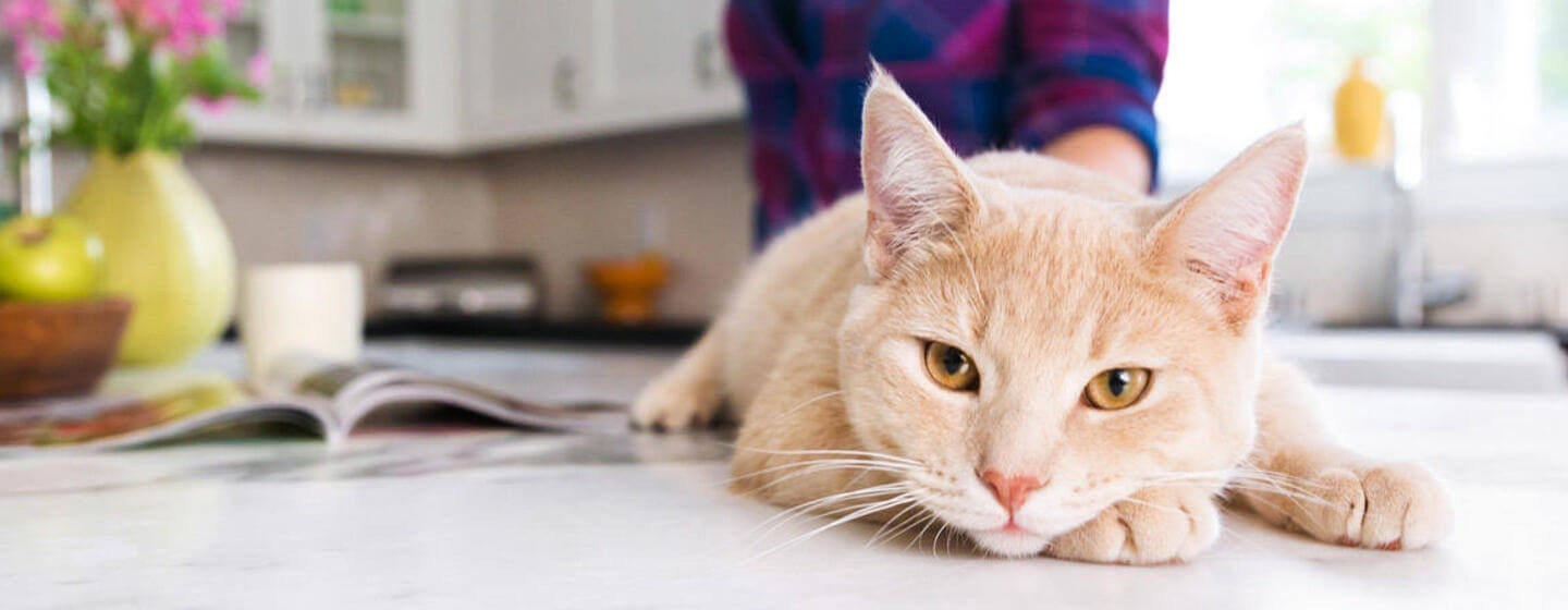 Quiz: What Cat Breed Are You?