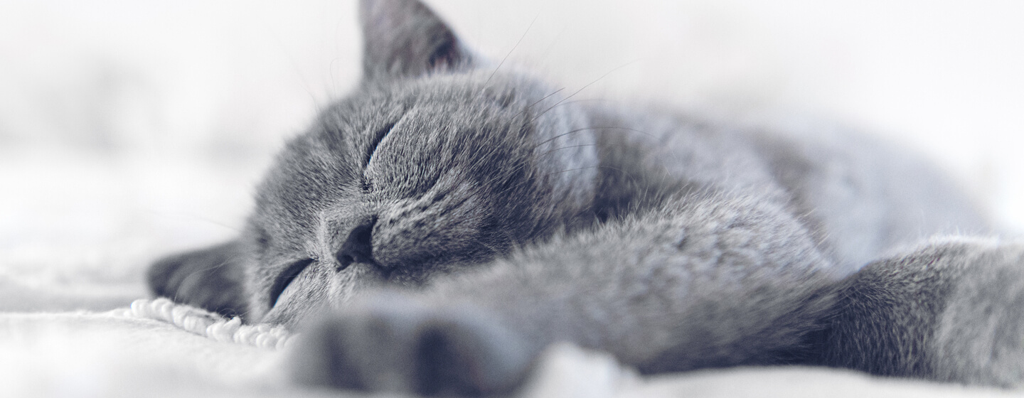 chat bleu/gris qui dort
