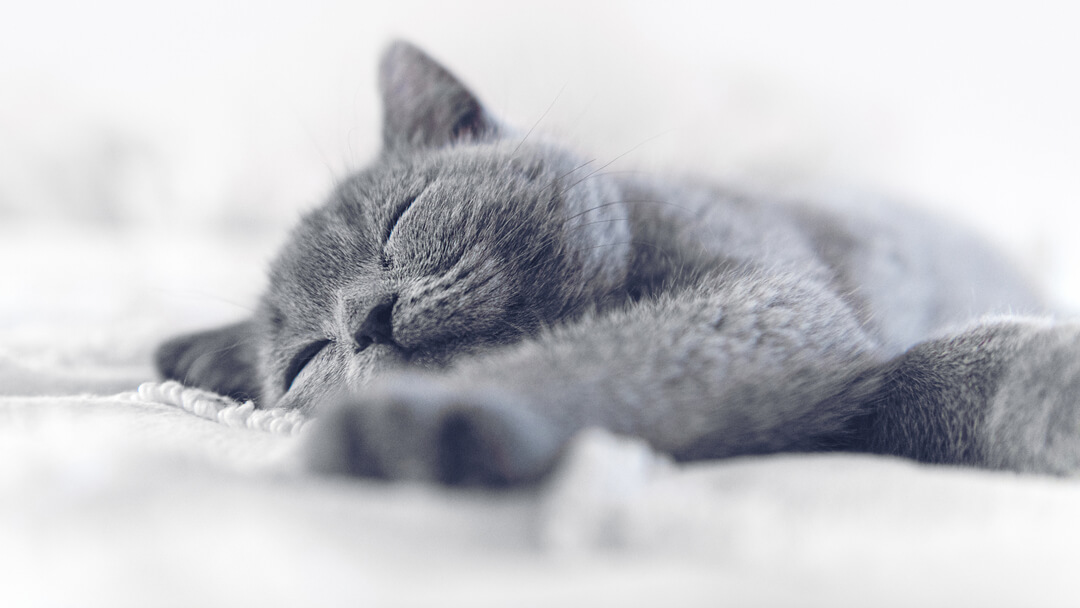 chat bleu/gris qui dort