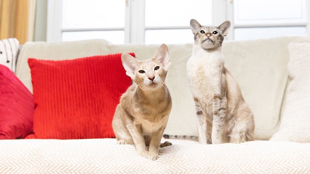 Deux chats assis sur un canapé avec des coussins rouges