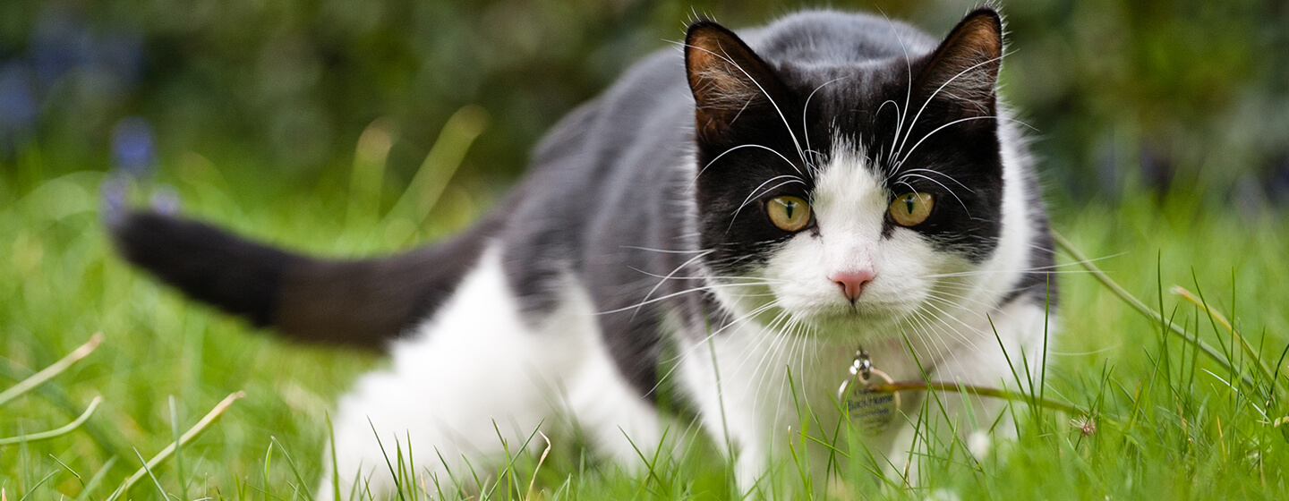 Chat chassant dans l'herbe