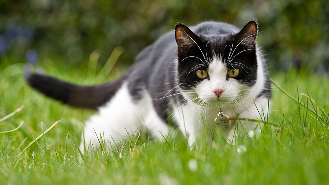Chat chassant dans l'herbe