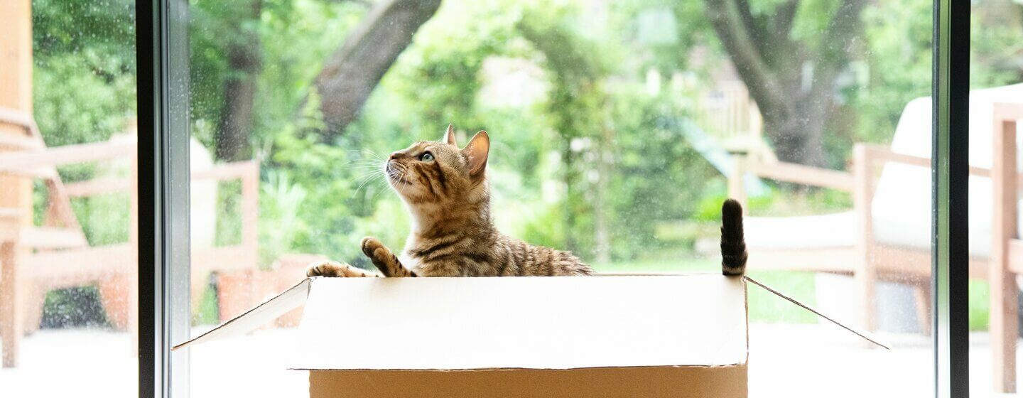 Chat bengal jouant dans une boîte en carton.