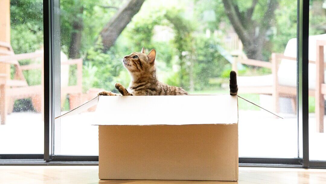Chat bengal jouant dans une boîte en carton.