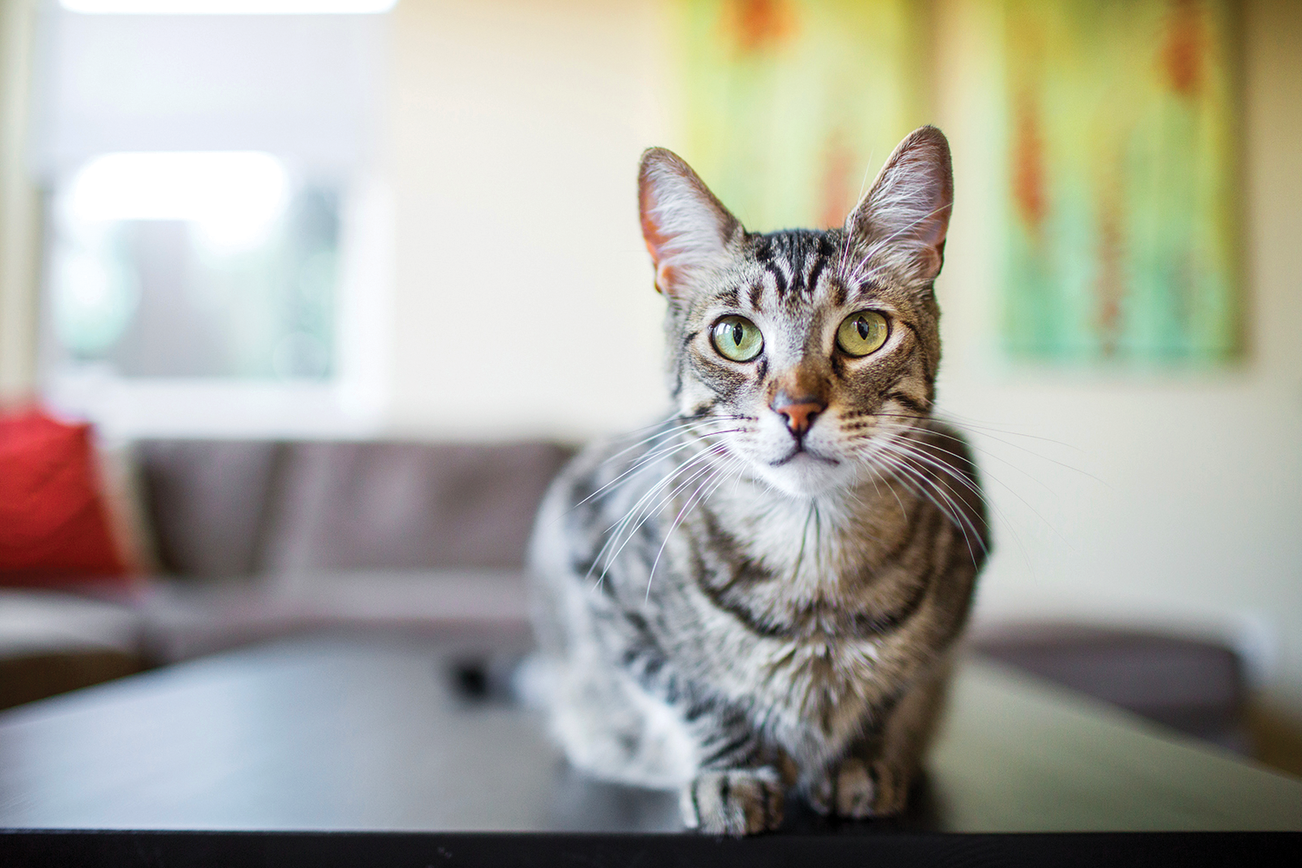 Un chat allongé sur une table basse dans un salon