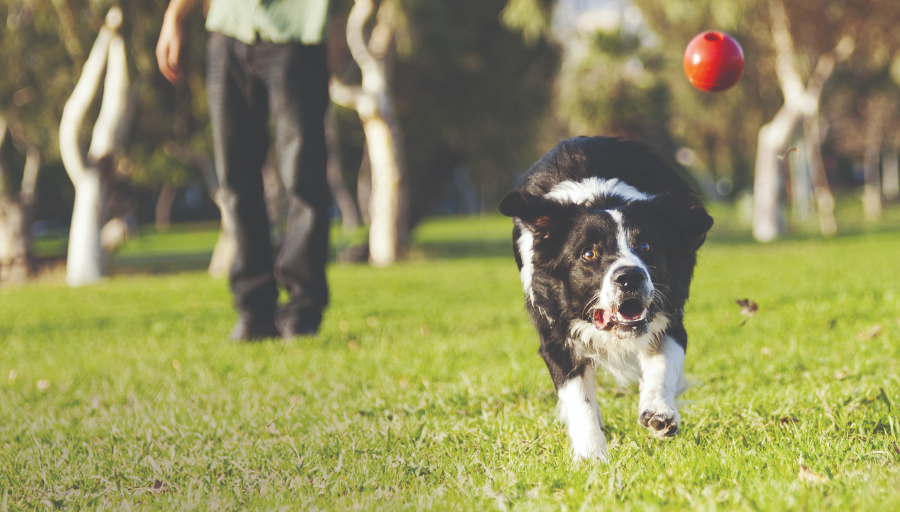 Chien jouant à la balle