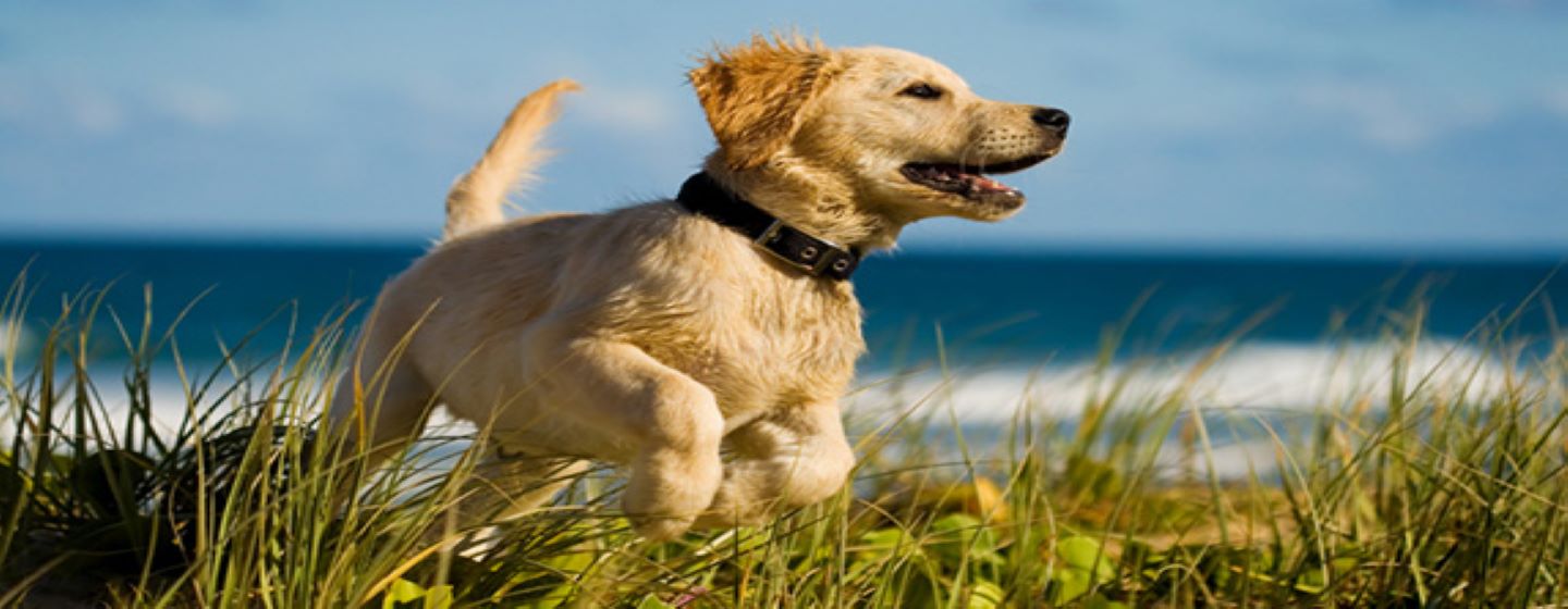 Je hond in goede gezondheid houden