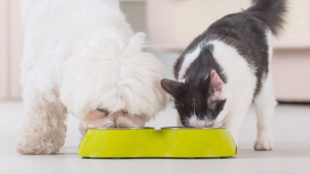 Ons advies voor het trainen van uw kat